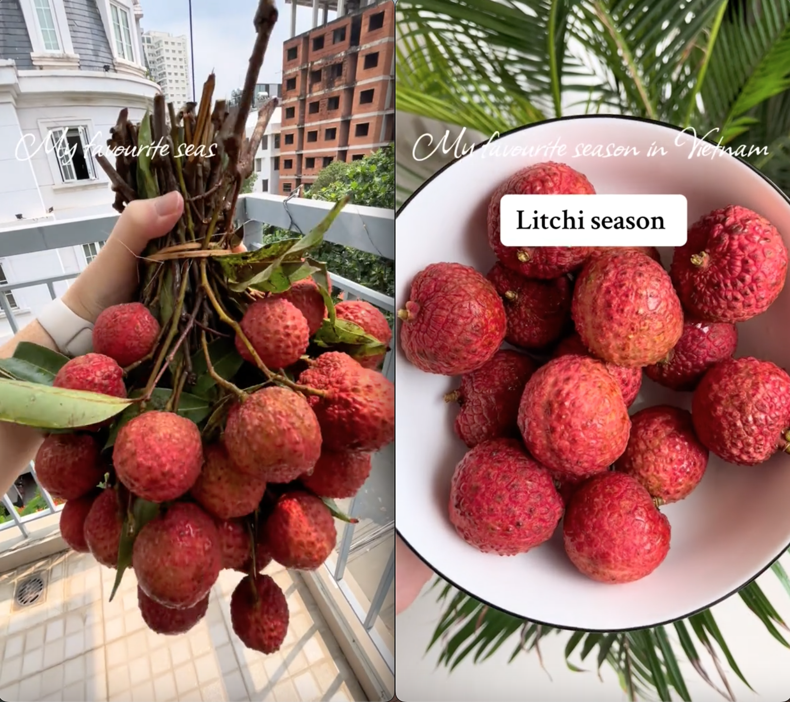 Bỏ 30.000 đồng/kg mua loại trái cây yêu thích ở Việt Nam, khách Tây khiến dân mạng bái phục vì "mát tay" chọn được giá hời- Ảnh 1.