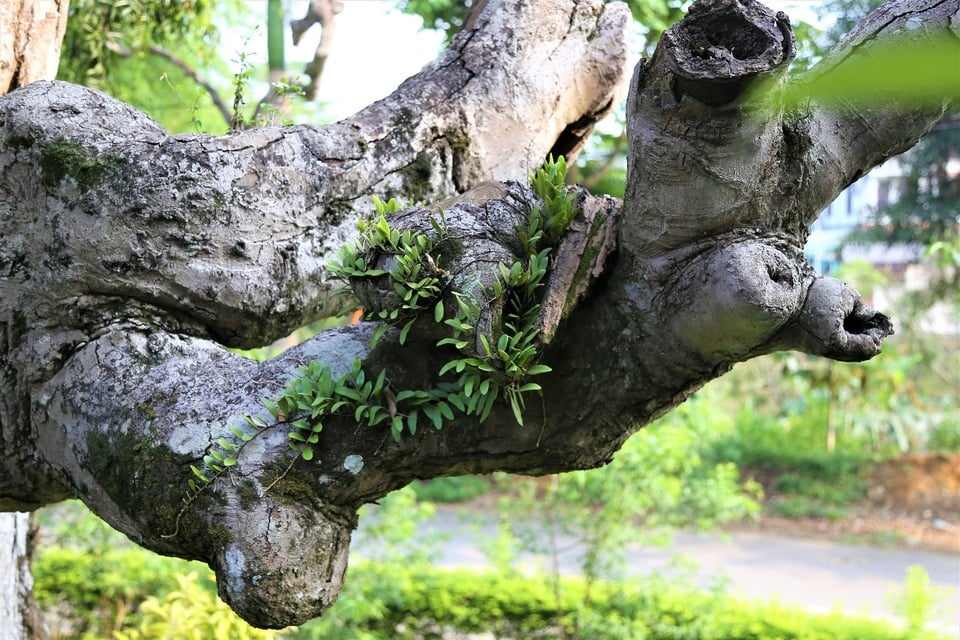 Việt Nam có “báu vật” cụ cây 2.100 năm tuổi sừng sững trước cổng đền thiêng: Vì sao cây sống lâu tới vậy?- Ảnh 2.