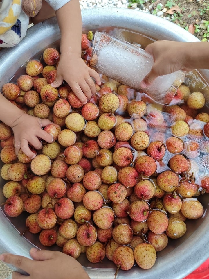 Vải thiều mới thu hoạch được ngâm nước đá, chuyên gia lý giải tác dụng- Ảnh 2.