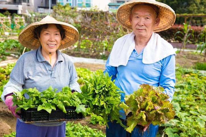 2 loại rau người Nhật xem như 