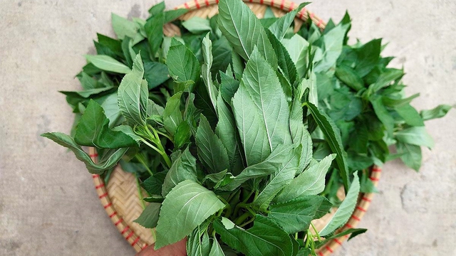 Việt Nam có loại rau nhiều sắt hơn cả thịt bò, Trung Quốc ví như "thuốc của người nghèo": Cực tốt cho tim- Ảnh 1.