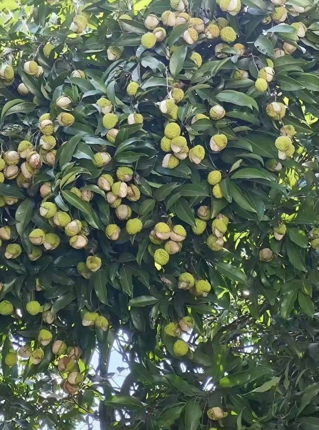 Xuất hiện loại vải "gây lú" mùa hè: Nhìn tưởng đột biến, ai ngờ lý do lại khiến dân mạng vừa buồn cười vừa thương- Ảnh 1.