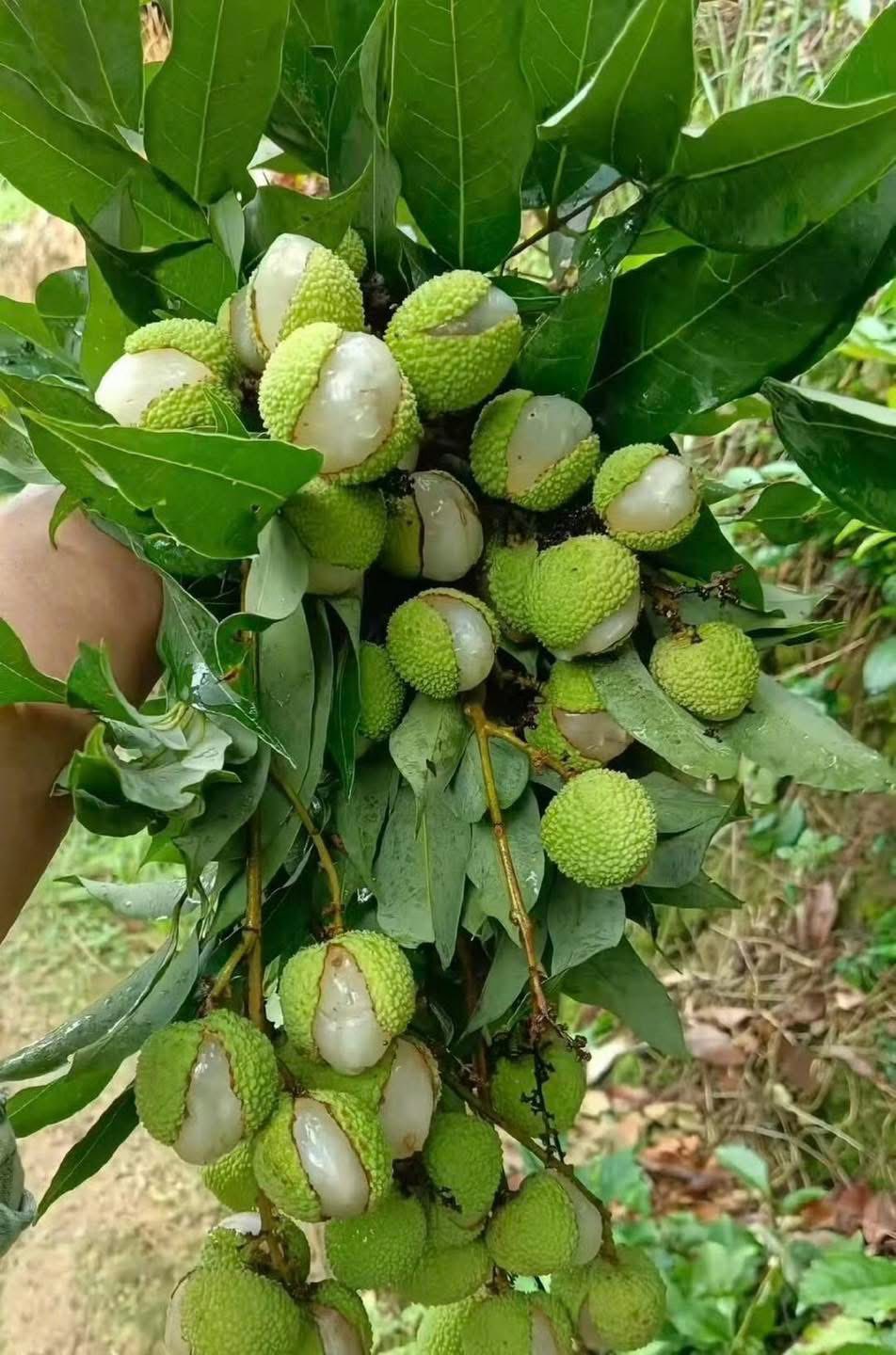 Xuất hiện loại vải "gây lú" mùa hè: Nhìn tưởng đột biến, ai ngờ lý do lại khiến dân mạng vừa buồn cười vừa thương- Ảnh 2.