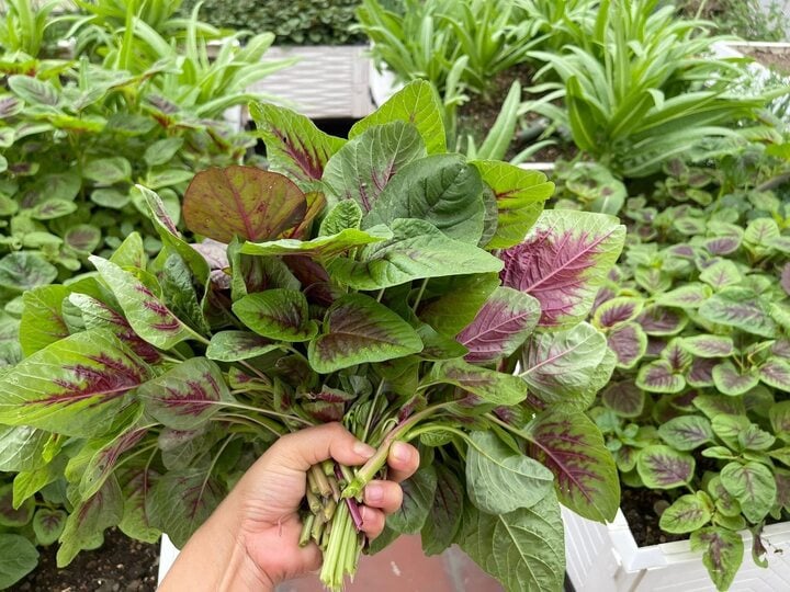 Chuyên gia hướng dẫn cách rửa rau loại bỏ thuốc trừ sâu, chất kích thích- Ảnh 3.