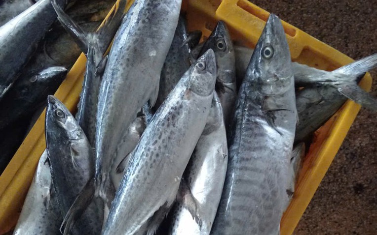 Tưởng cá hồi là "vua omega-3", ai ngờ chỉ đứng hạng 2: Nhà vô địch thực sự là loại cá bình dân, bán đầy chợ Việt- Ảnh 1.