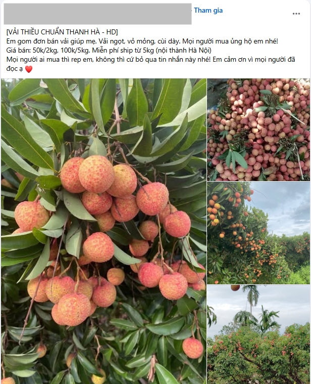 "Khối nghỉ hè" dùng TikTok rao bán vải hộ bố mẹ, 2h sáng được huy động ra vườn soi đèn thu hoạch- Ảnh 6.