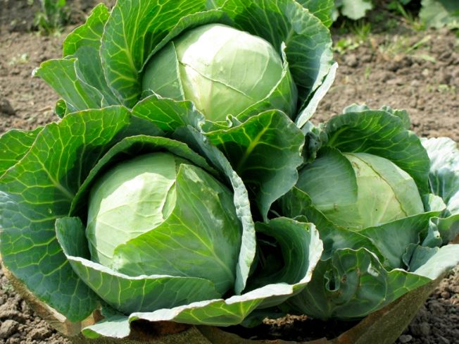 4 loại rau mùa hè dễ "ngậm" hóa chất nhất chợ, nhất là cái số 1- Ảnh 1.