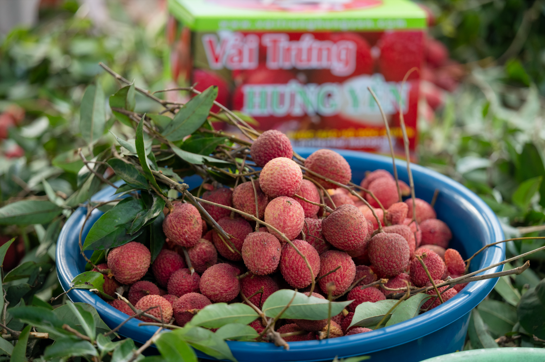 Vải trứng Hưng Yên được mang bán trên trời!- Ảnh 5.