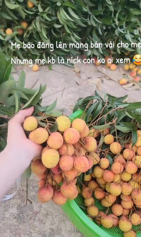 "Khối nghỉ hè" dùng TikTok rao bán vải hộ bố mẹ, 2h sáng được huy động ra vườn soi đèn thu hoạch- Ảnh 9.