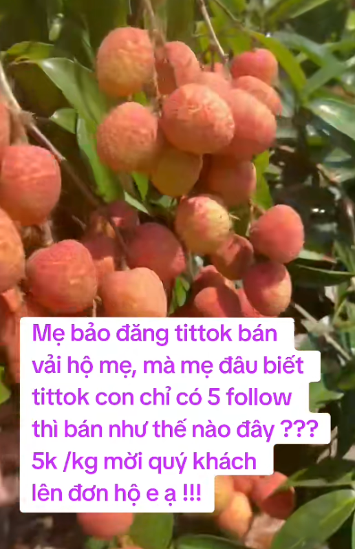 "Khối nghỉ hè" dùng TikTok rao bán vải hộ bố mẹ, 2h sáng được huy động ra vườn soi đèn thu hoạch- Ảnh 8.