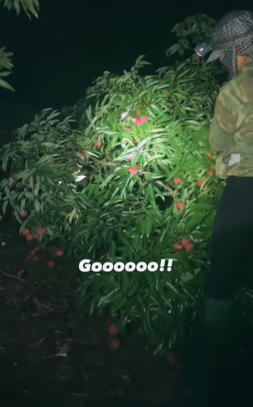"Khối nghỉ hè" dùng TikTok rao bán vải hộ bố mẹ, 2h sáng được huy động ra vườn soi đèn thu hoạch- Ảnh 4.