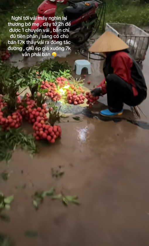 "Khối nghỉ hè" dùng TikTok rao bán vải hộ bố mẹ, 2h sáng được huy động ra vườn soi đèn thu hoạch- Ảnh 5.