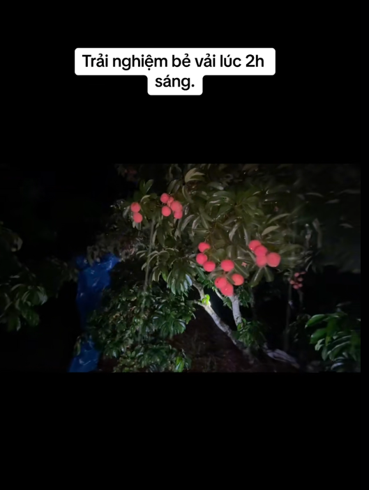 "Khối nghỉ hè" dùng TikTok rao bán vải hộ bố mẹ, 2h sáng được huy động ra vườn soi đèn thu hoạch- Ảnh 2.