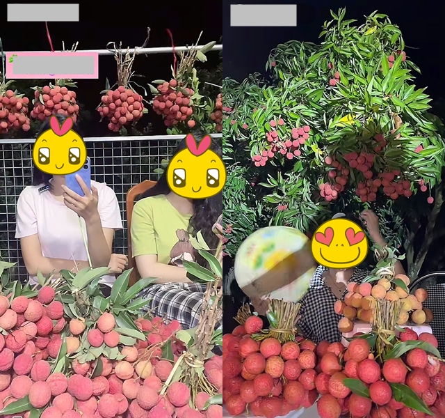 "Khối nghỉ hè" dùng TikTok rao bán vải hộ bố mẹ, 2h sáng được huy động ra vườn soi đèn thu hoạch- Ảnh 10.