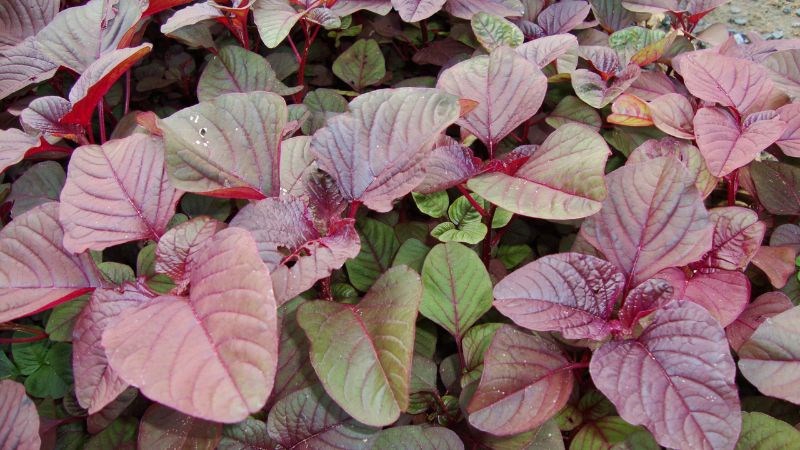 Những điều cần lưu ý khi ăn rau dền- Ảnh 1.
