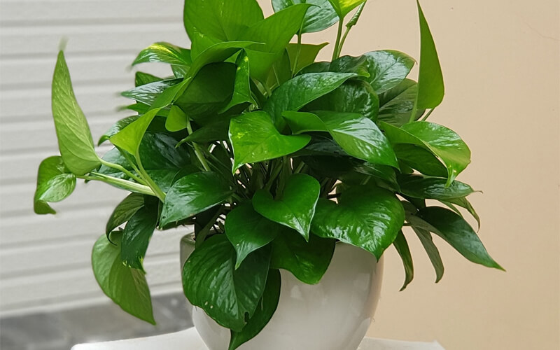 3 cây phong thủy là “vật giữ vía” của người Nhật: Vừa dễ trồng vừa thu hút tài lộc- Ảnh 2.