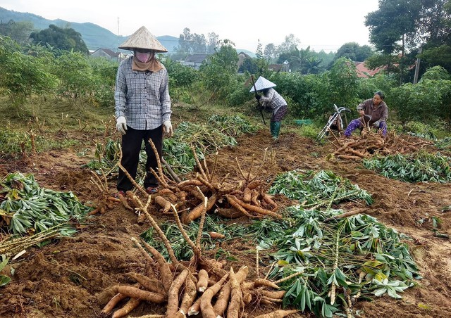 Trung Quốc chi hơn 300 triệu đô để thu mua 1 loại củ của Việt Nam: Cực nhiều dưỡng chất quý- Ảnh 1. Trung Quốc chi hơn 300 triệu đô để thu mua 1 loại củ của Việt Nam: Cực nhiều dưỡng chất quý- Ảnh 1.
