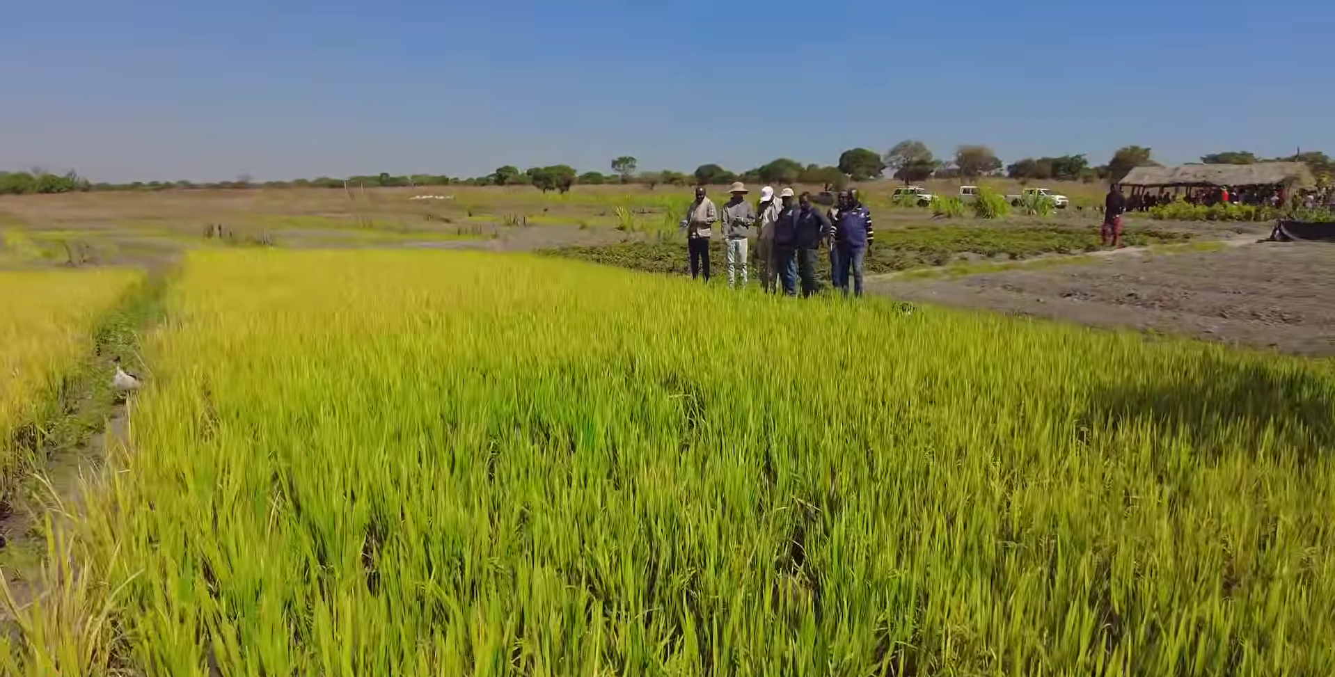 Sở Nông nghiệp Angola đến tận nơi xem team châu Phi thu hoạch lúa, được thưởng thức món nước giải khát đậm chất Việt Nam- Ảnh 1.