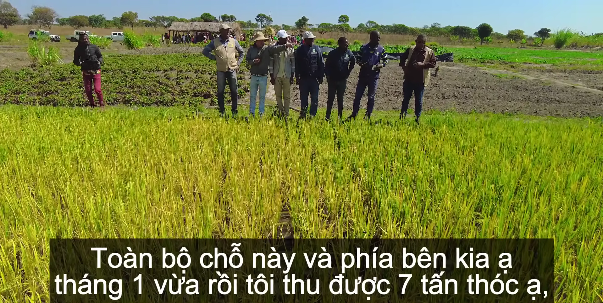 Sở Nông nghiệp Angola đến tận nơi xem team châu Phi thu hoạch lúa, được thưởng thức món nước giải khát đậm chất Việt Nam- Ảnh 3.