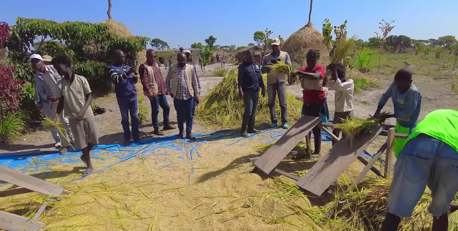 Sở Nông nghiệp Angola đến tận nơi xem team châu Phi thu hoạch lúa, được thưởng thức món nước giải khát đậm chất Việt Nam- Ảnh 2.