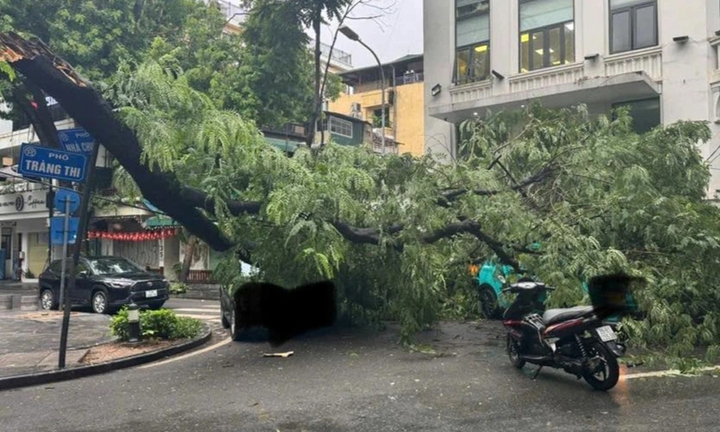 Cây đổ trúng 3 ô tô trên phố Tràng Thi, Hà Nội- Ảnh 1.