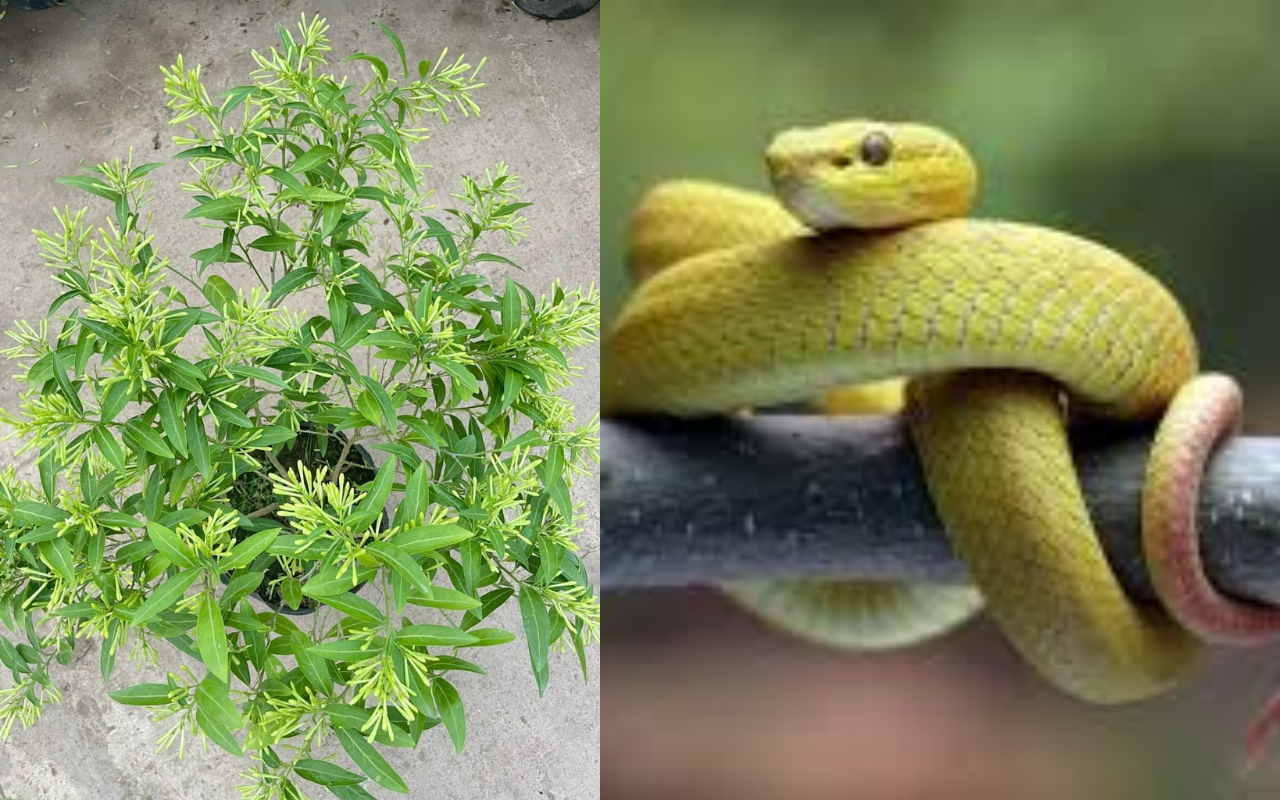 4 cây dễ 