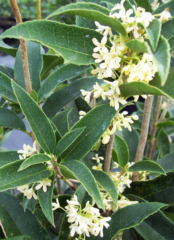Người giàu thích trồng 5 cây này hơn hoa: Nhà có 1 cây thôi cũng sung túc, phúc lộc đong đầy- Ảnh 10.