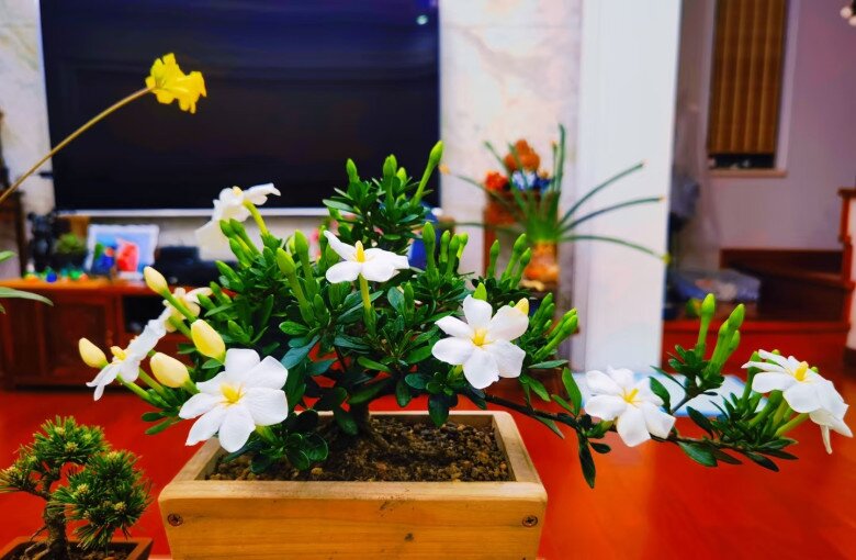"Vua hoa” trồng chậu nở quanh năm đẹp như ngọc, giúp chiêu tài hút lộc vào nhà- Ảnh 4. "Vua hoa” trồng chậu nở quanh năm đẹp như ngọc, giúp chiêu tài hút lộc vào nhà- Ảnh 4.