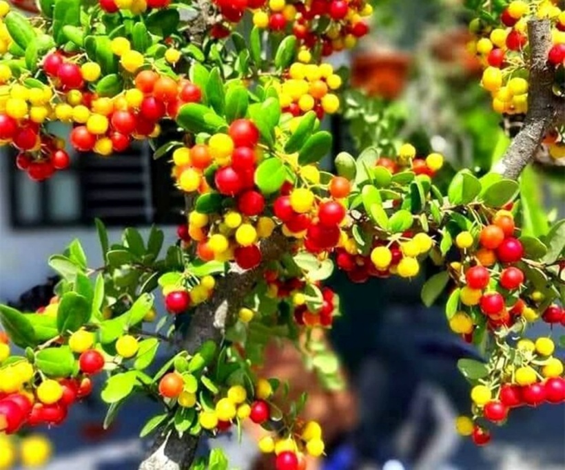 Cây dại cho hoa và quả đẹp mắt bất ngờ hóa bonsai tiền tỷ, được ví như "hòn ngọc Viễn Đông"- Ảnh 1.