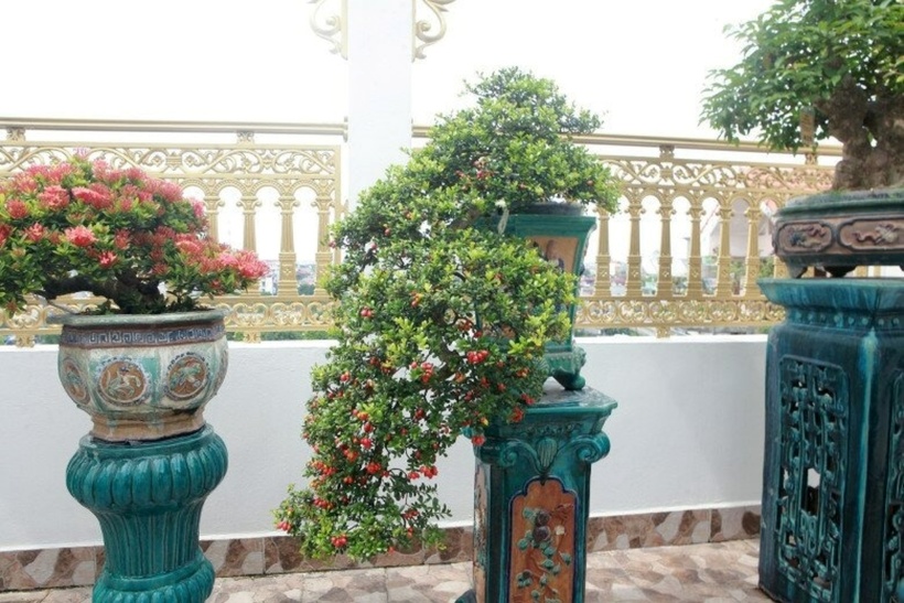Cây dại cho hoa và quả đẹp mắt bất ngờ hóa bonsai tiền tỷ, được ví như "hòn ngọc Viễn Đông"- Ảnh 2.