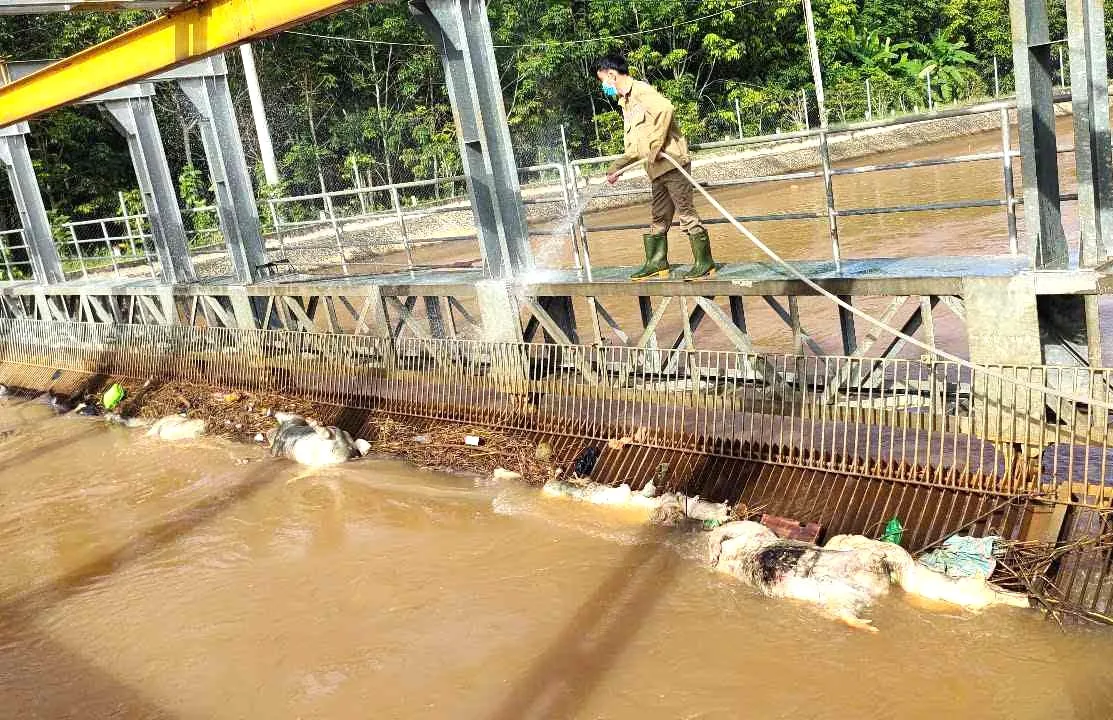 Ám ảnh hàng loạt xác heo trên kênh cấp nước cho khu vực Đông Nam bộ- Ảnh 5.