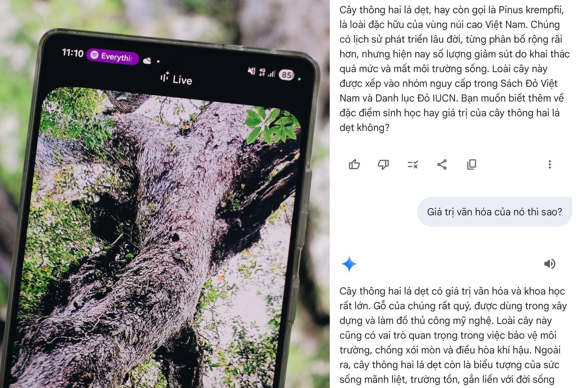 Khám phá Bidoup - Núi Bà cùng Galaxy S25 Series và “hướng dẫn viên AI” Gemini Live- Ảnh 4.