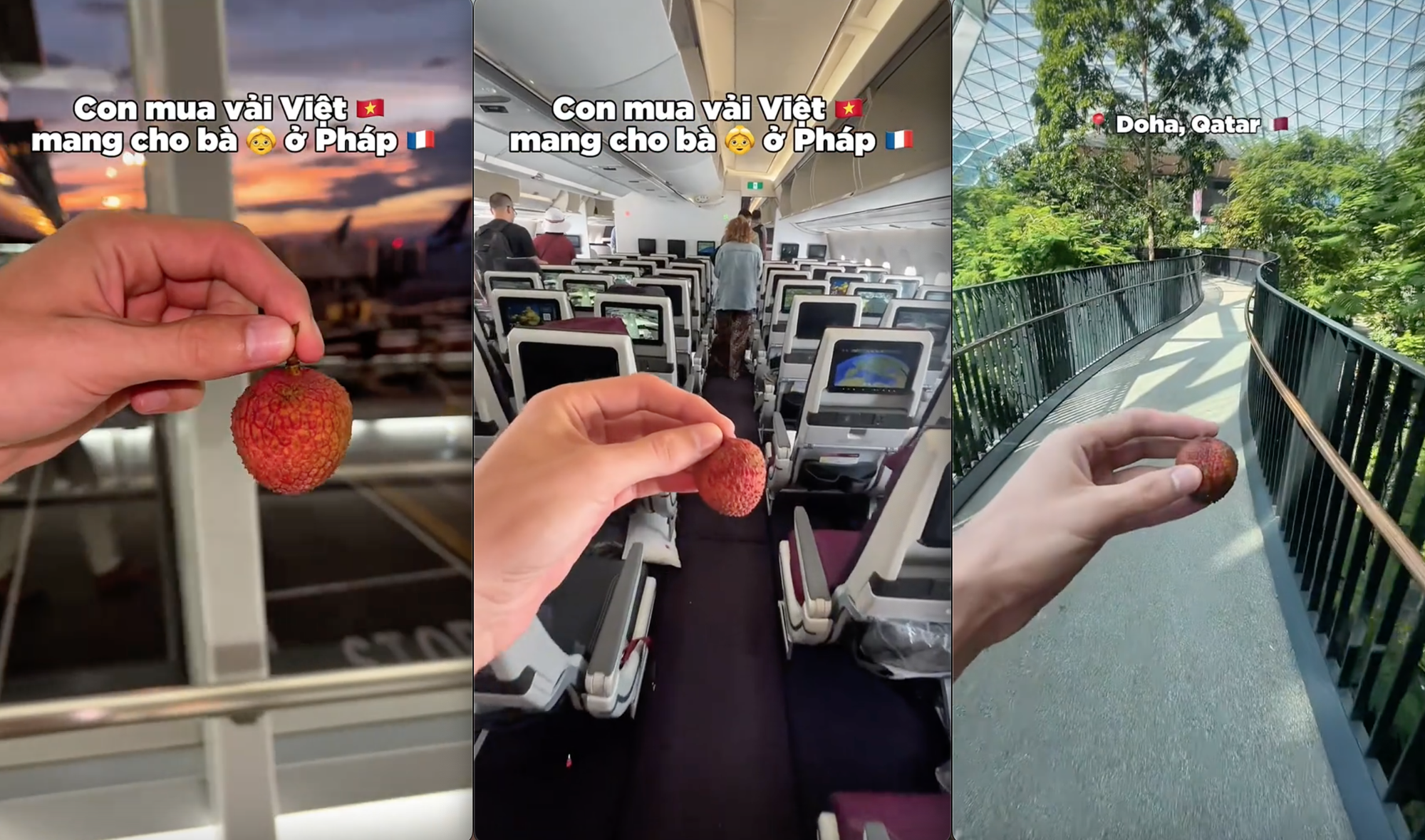 Khách Tây mang quả vải 