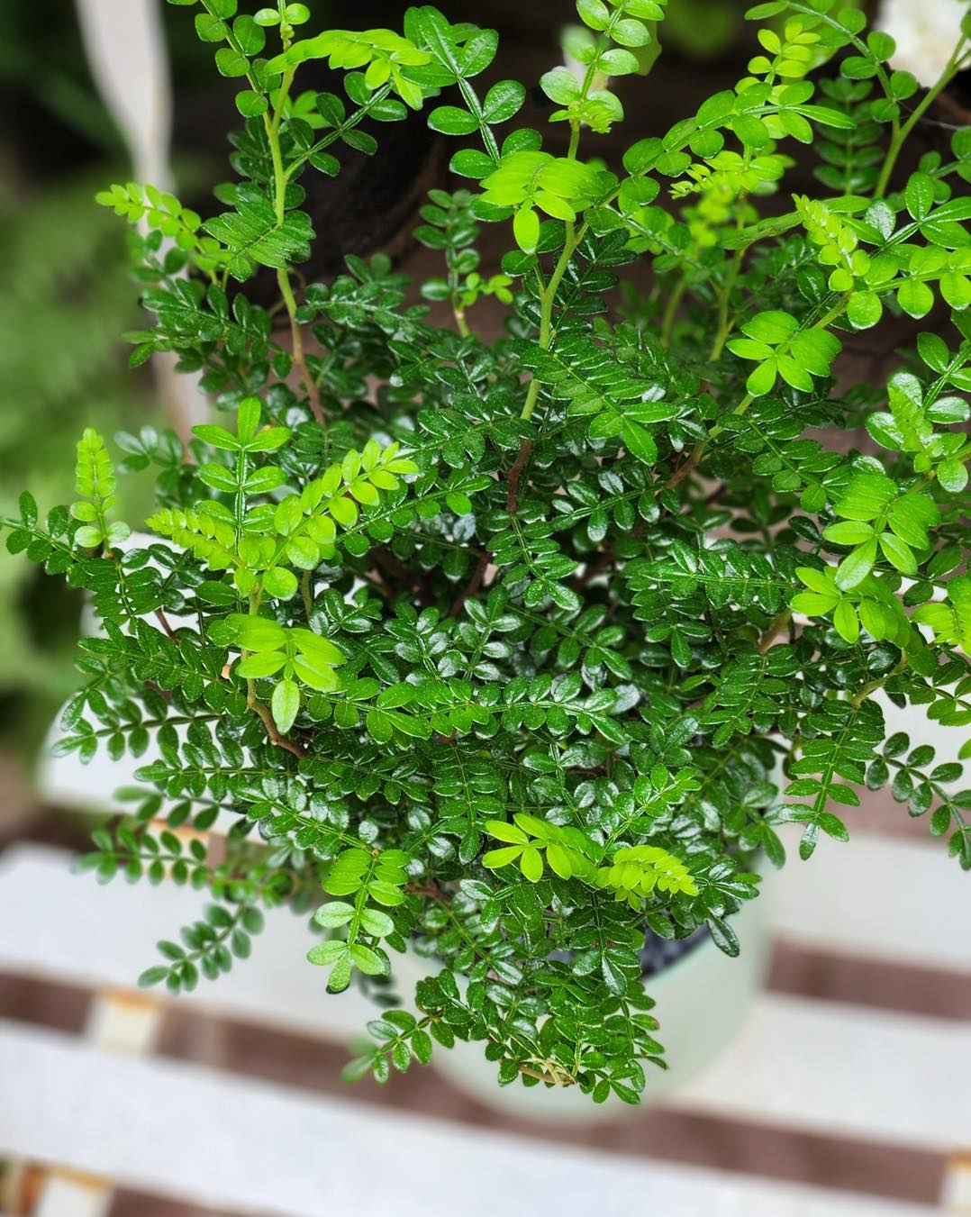 Người giàu thích trồng 5 cây này hơn hoa: Nhà có 1 cây thôi cũng sung túc, phúc lộc đong đầy- Ảnh 3.