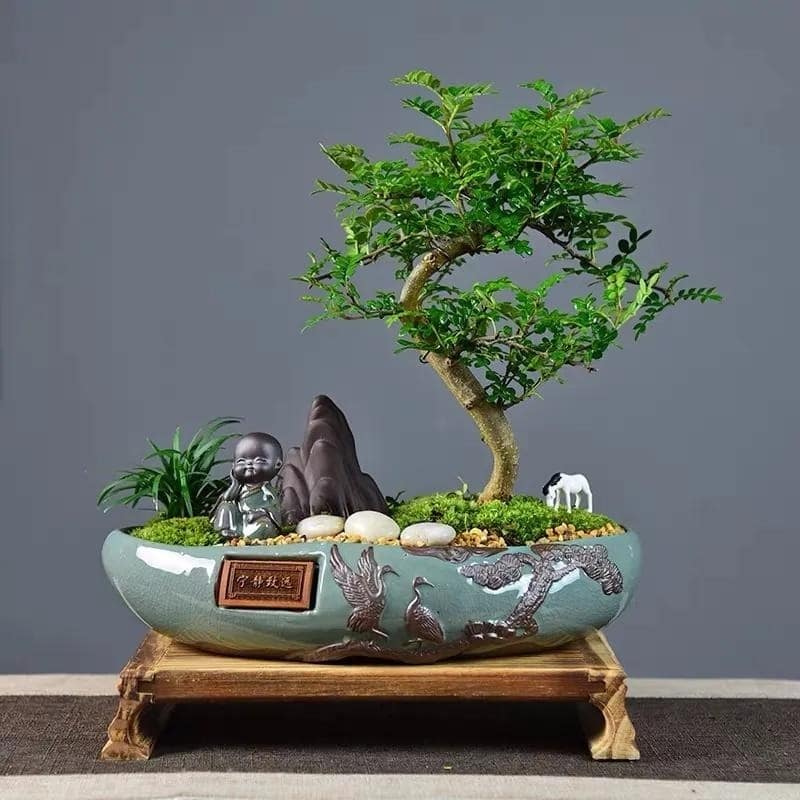 Người giàu thích trồng 5 cây này hơn hoa: Nhà có 1 cây thôi cũng sung túc, phúc lộc đong đầy- Ảnh 4.