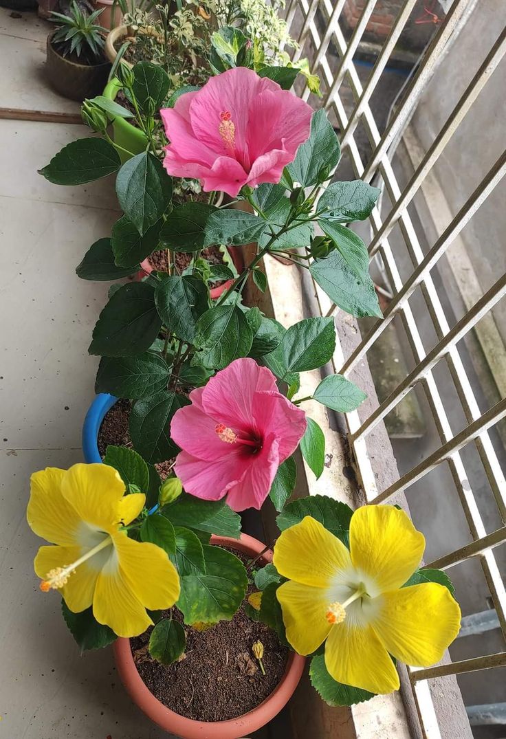 Người giàu không bao giờ trồng 3 cây này ở ban công, người nghèo lại chẳng để ý- Ảnh 1.