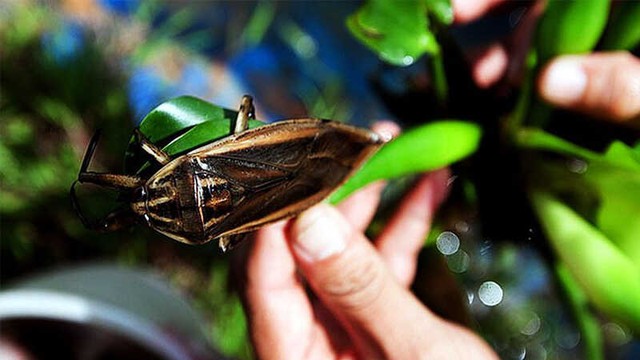 Khách Tây nhận xét: Việt Nam có 1 món vừa rẻ, vừa ngon, hầu như không tìm thấy ở nơi khác- Ảnh 5.