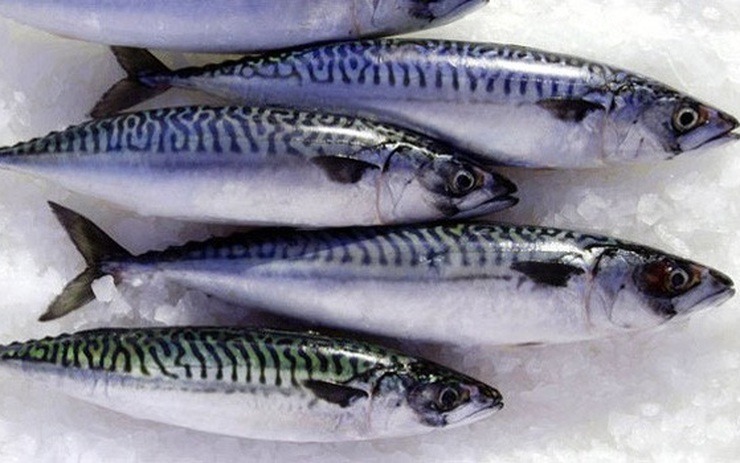 "Vua omega-3" là loại cá bình dân bán đầy chợ Việt, cá hồi ngậm ngùi hạng 2- Ảnh 1.
