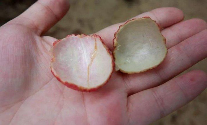 Đừng vứt vỏ vải thiều, dùng đun nước uống sẽ có nhiều công dụng bất ngờ- Ảnh 2.