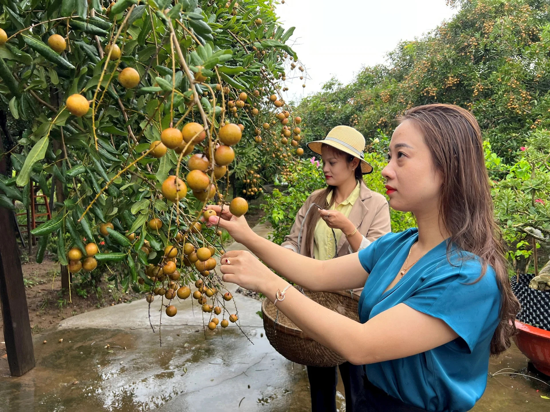 Phường nào của tỉnh Cà Mau mới có vườn nhãn 100 năm tuổi?- Ảnh 1.