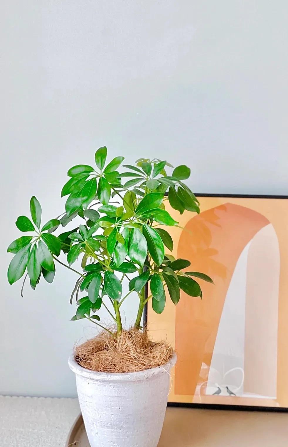 5 cây này là 
