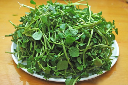 4 loại rau tốt nhất, giúp ngăn ngừa ung thư- Ảnh 4.