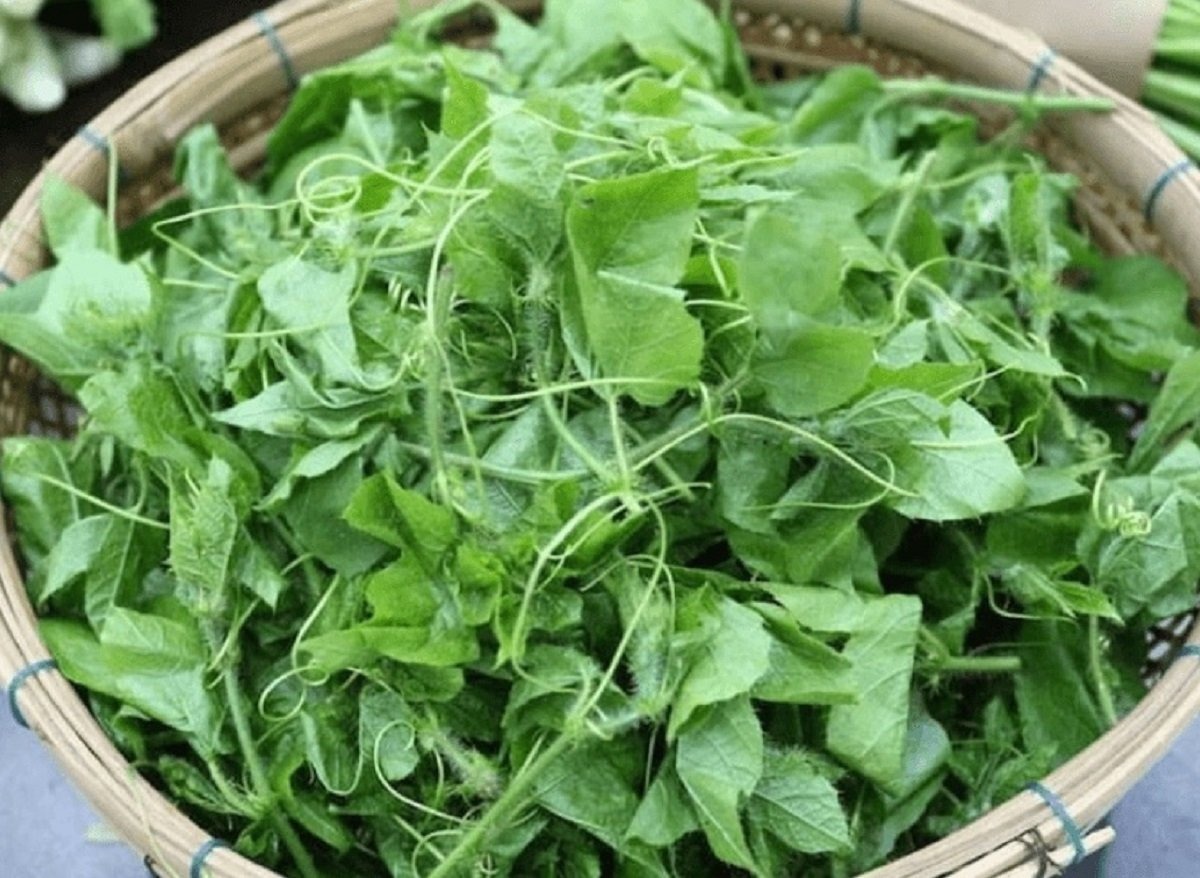 Loại rau mọc bờ rào nay 