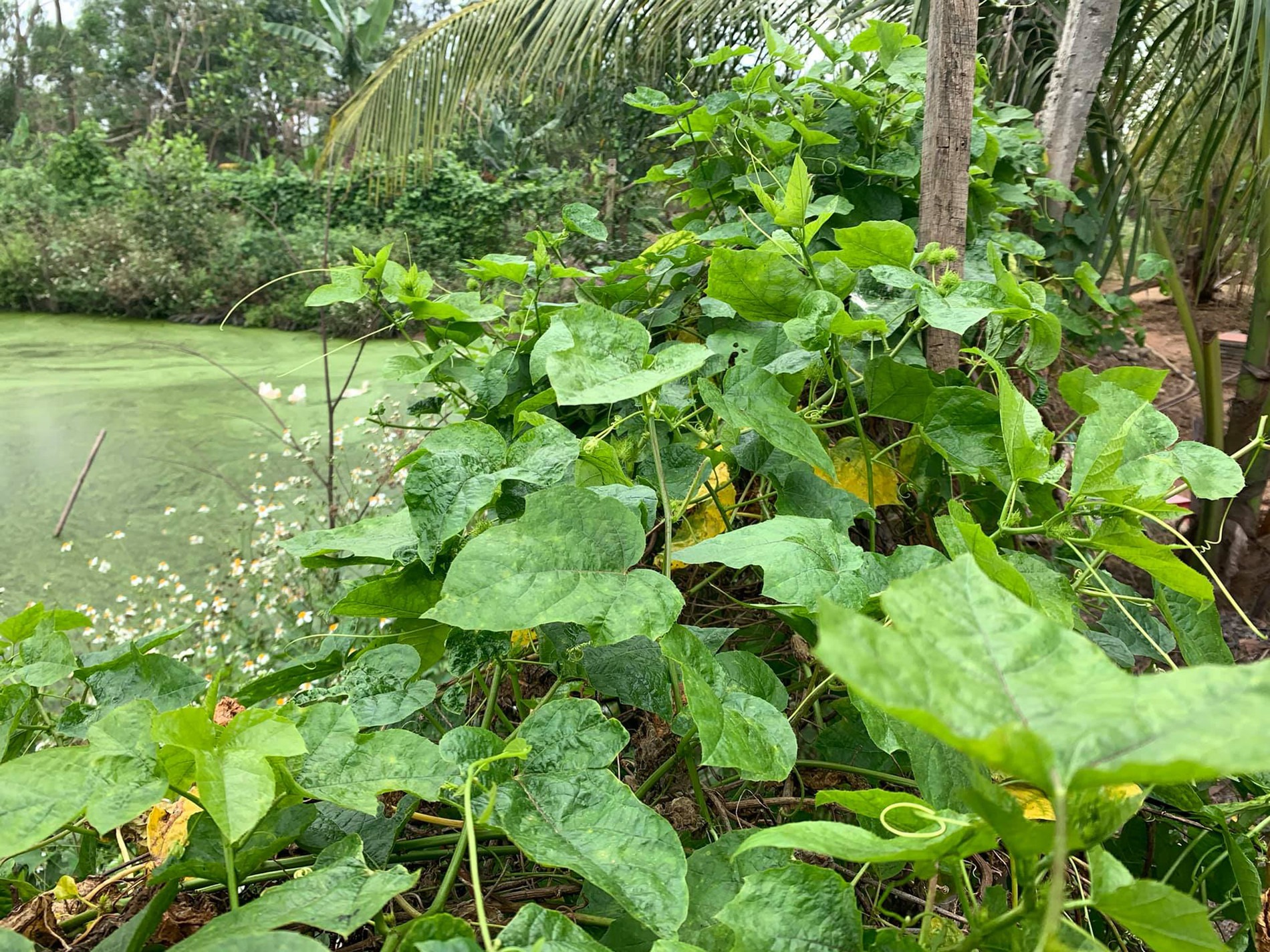 Loại rau mọc bờ rào nay 