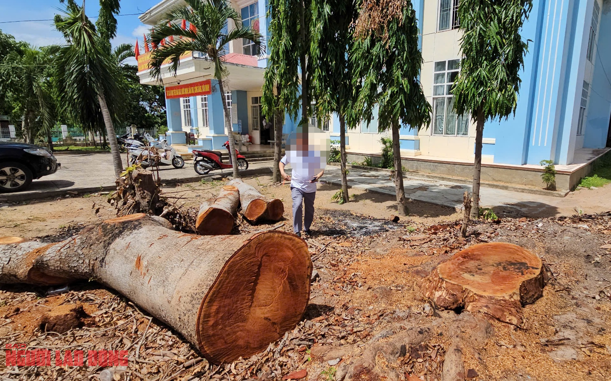 Cưa bán nhiều cây ở trụ sở trước khi sáp nhập: Chủ tịch phường cũng mua- Ảnh 1.