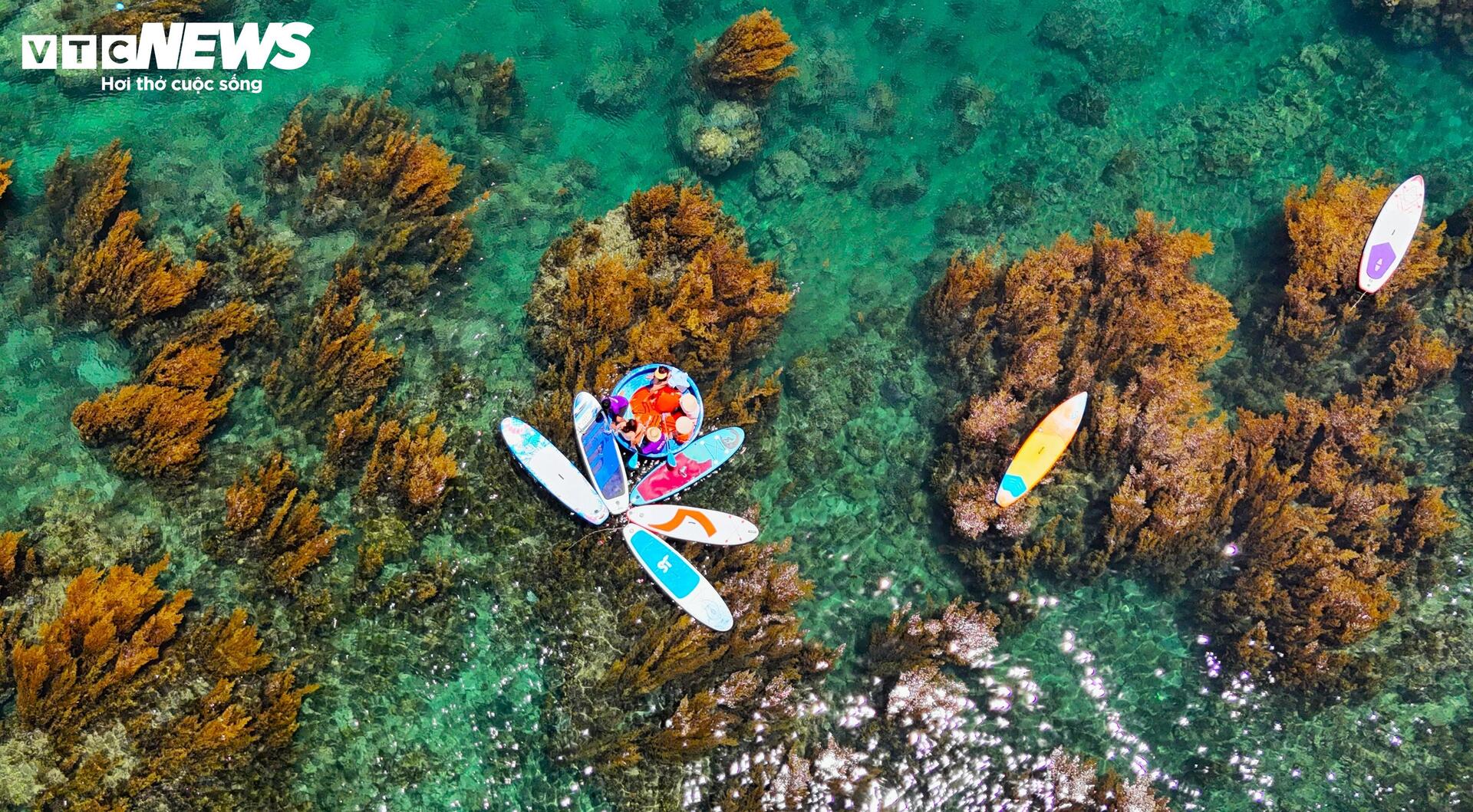 'Trốn' phố thị ồn ào, về Quy Nhơn ngắm rong mơ nhuộm vàng đáy biển- Ảnh 6.