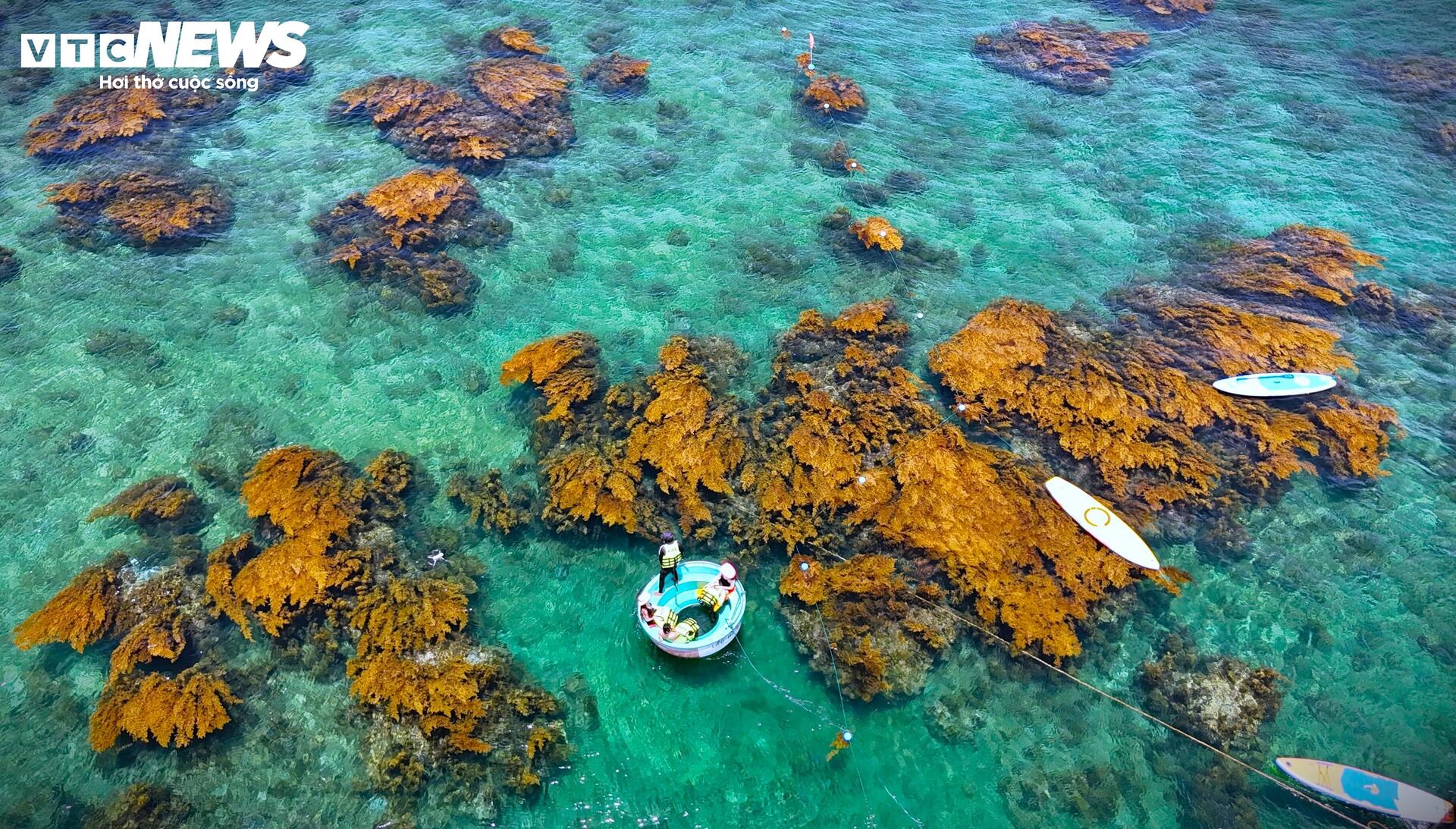 'Trốn' phố thị ồn ào, về Quy Nhơn ngắm rong mơ nhuộm vàng đáy biển- Ảnh 2.