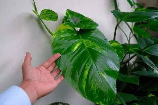 6 cây hoa này tốt nhất KHÔNG NÊN trưng trong nhà, vì 