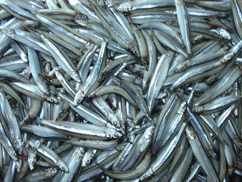 5 loại cá nhỏ là 