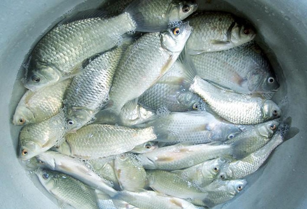 5 loại cá nhỏ là 